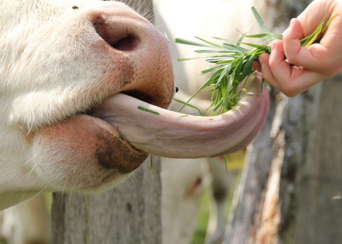 ［攻略科普］“西兵互娱牛牛可以开挂吗”!(太坑了果然有挂)