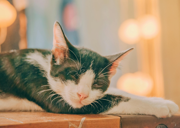 [推荐]“龙猫精灵有没有挂”原来可以开挂