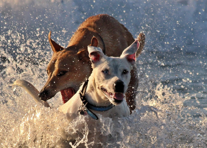 攻略推荐“越乡游斗牛到底能开挂吗”其实真的能开挂