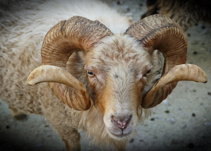 攻略推荐“越乡游斗牛到底能开挂吗”其实真的能开挂