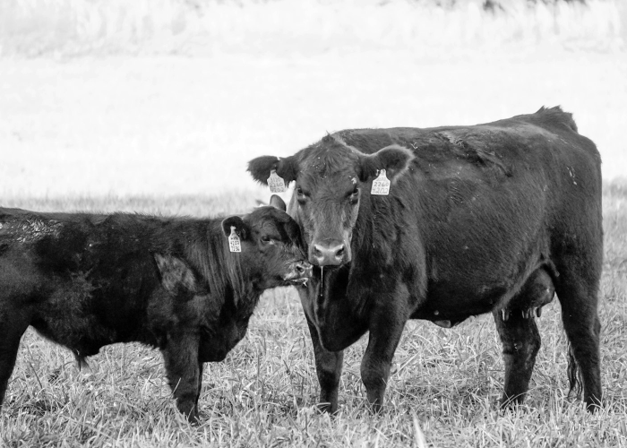 今日重大通报“新道游牛牛到底是不是有透视挂吗”(确实有挂)