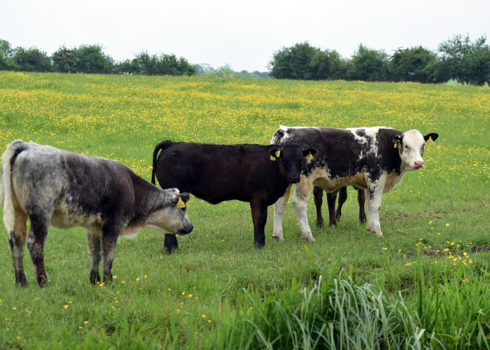 今日重大通报“微信链接牛牛到底能不能开透视挂”(原来有挂)