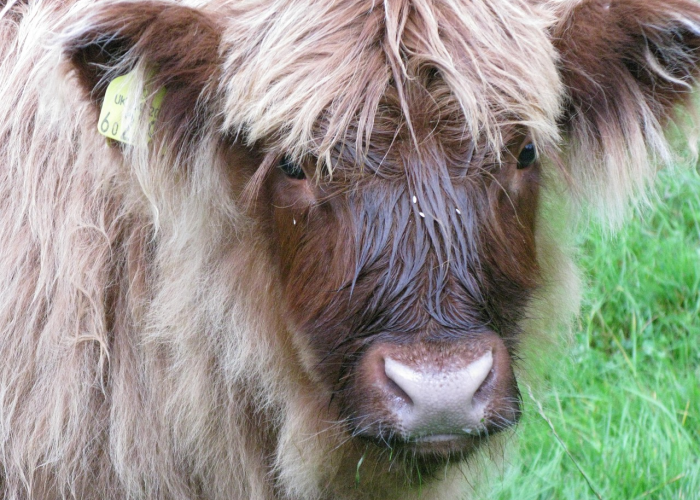 我来教教大家“美猴王斗牛其实真有透视挂的”(确实是有挂)-知乎