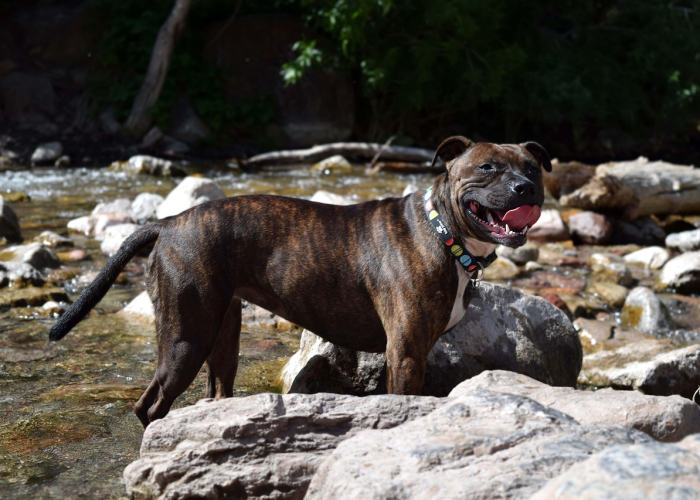 我来教教大家“美猴王斗牛其实真有透视挂的”(确实是有挂)-知乎