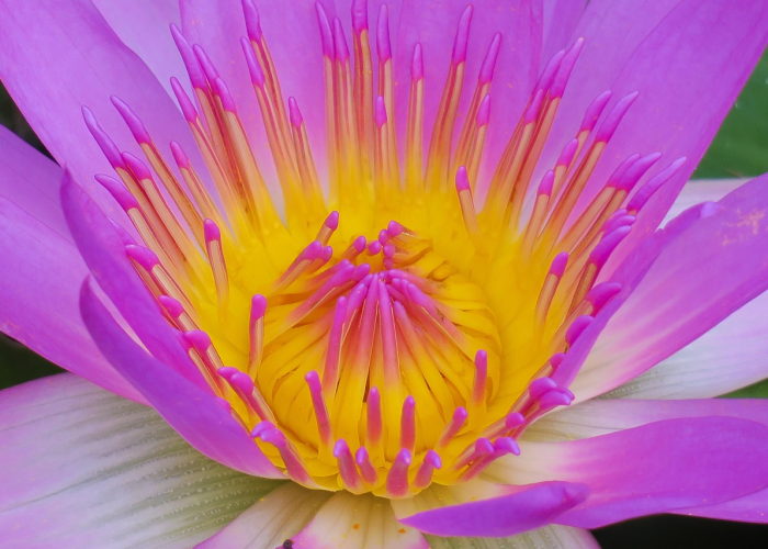 [分享]“莲花打炸弹到底有没有挂”(原来确实是有挂)