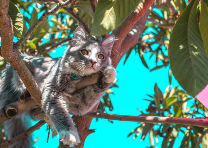 ［最新攻略］“猫猫学数有没有挂”!(确实真的有挂)