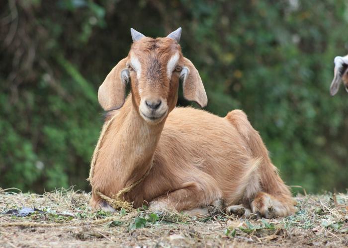 ［最新攻略］“猫猫学数有没有挂”!(确实真的有挂)
