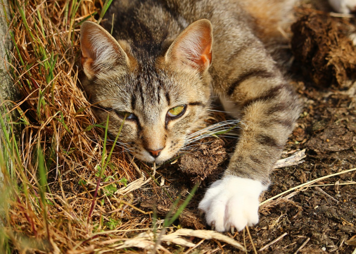 ［科普］“猫猫学数辅助器”!(太坑了果然有挂)