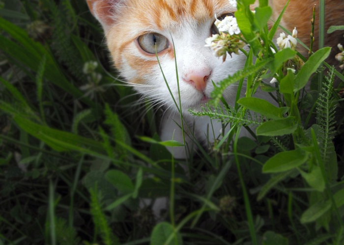 ［科普］“猫猫学数辅助器”!(太坑了果然有挂)