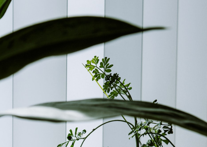 [分享]“绿竹有挂吗”开挂详细教程