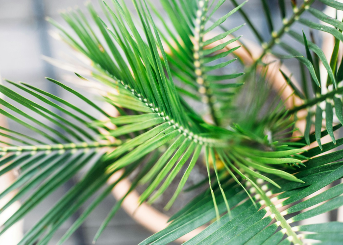 [分享]“绿竹有挂吗”开挂详细教程