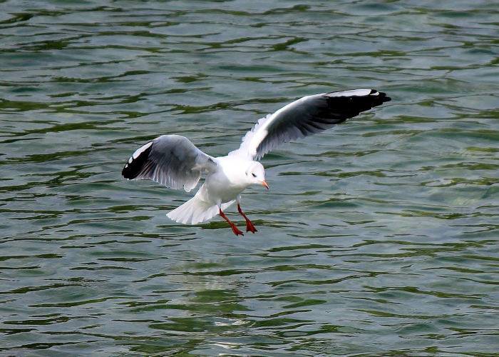 ［最新分享］“人海牛牛有挂吗”!(其实是有挂)