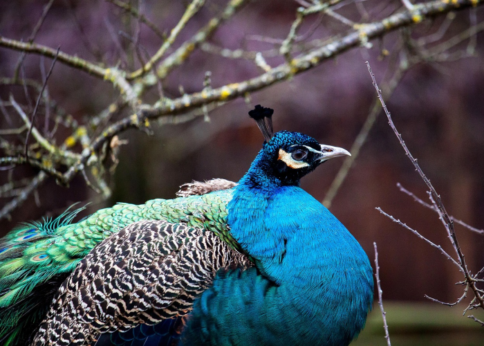 爆料“金雀汇有挂吗？”真的有挂