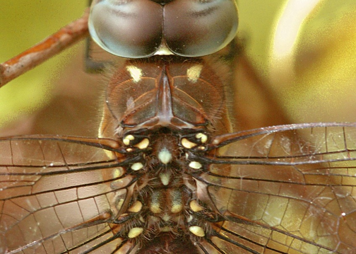 终于出现"“蜜瓜大厅有挂没”真的确实有挂乎