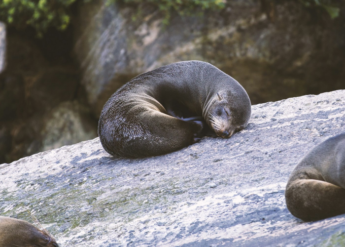 分享实测“新海狮究竟有透视挂吗”(真的有挂)-知乎