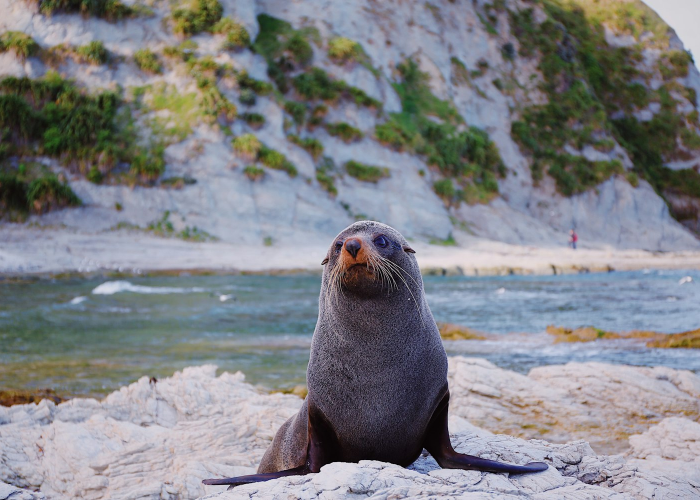 分享实测“新海狮究竟有透视挂吗”(真的有挂)-知乎