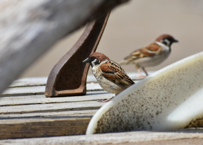 实测分享“金雀汇怎么开挂”(真的有挂)