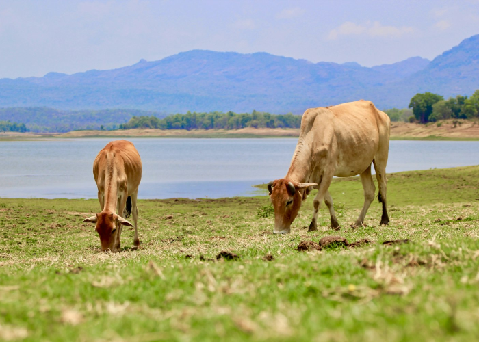 知道“新518互游牛牛竟然有挂”其实有挂