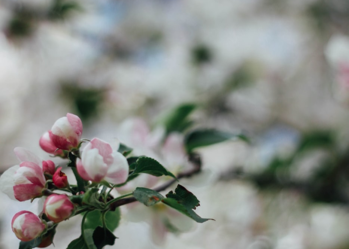［解答］“樱花炸/金/花是不是有挂”!(透视曝光猫腻)
