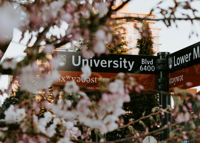 ［解答］“樱花炸/金/花是不是有挂”!(透视曝光猫腻)