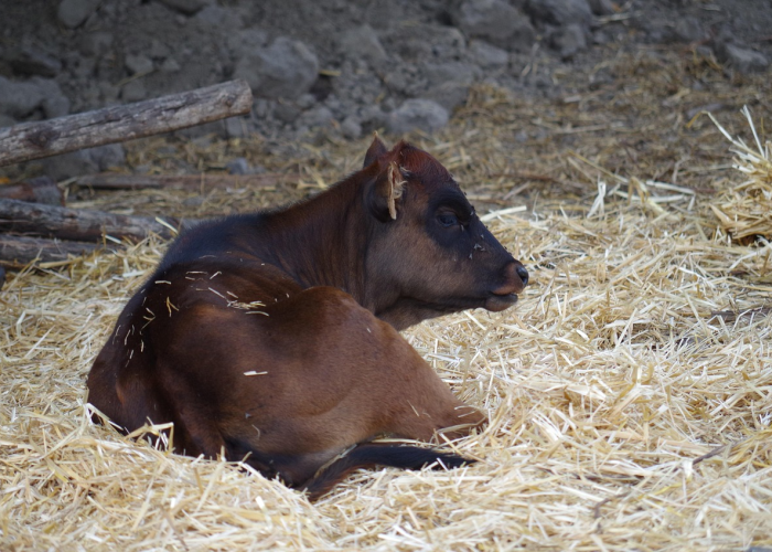 科普实测“阿拉游戏牛牛透视挂辅助下载”(确实有挂)