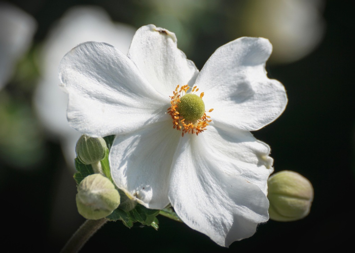 知道“樱花互粉有挂没”其实有挂