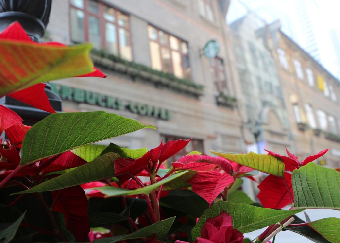 重大消息“樱花众娱有挂没”原来真的有挂