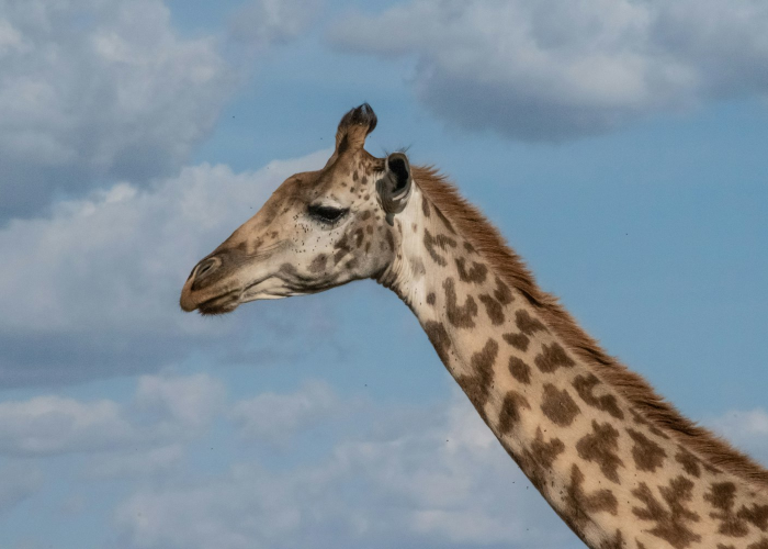 分享实测“新琉璃斗牛其实有透视挂”(的确有挂)