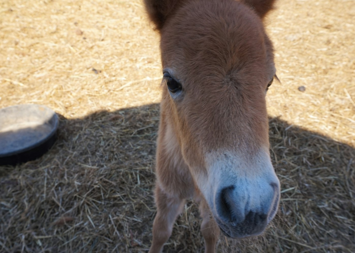 [分析]“新九天牛牛真的有挂吗”(原来确实是有挂)
