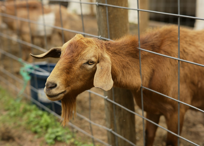 [分析]“新九天牛牛真的有挂吗”(原来确实是有挂)