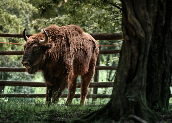 分享实测“新道游斗牛透视辅助器”(原来真有挂)