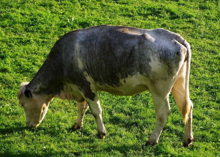 [推荐]“铭心牛牛可以开挂吗”开挂详细教程