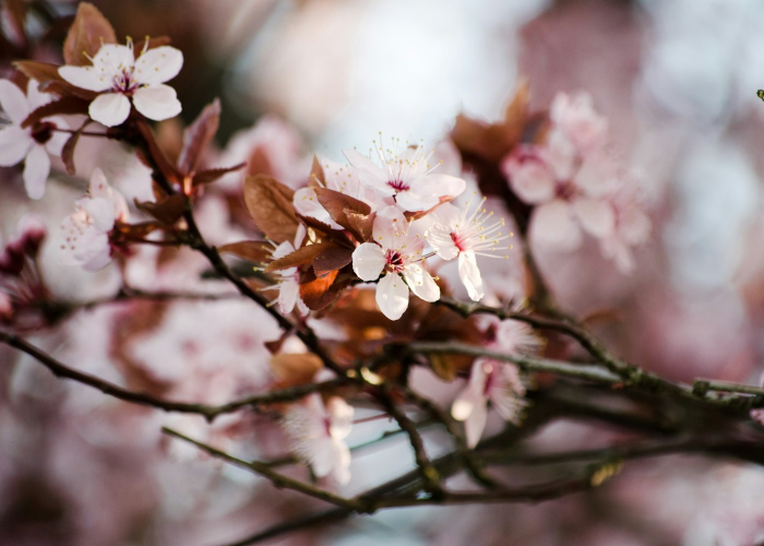 [分享]“樱花梦雨有没有挂”有挂详细开挂教程