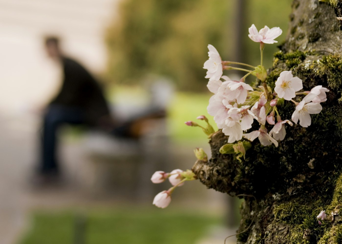 [分享]“樱花梦雨有没有挂”有挂详细开挂教程