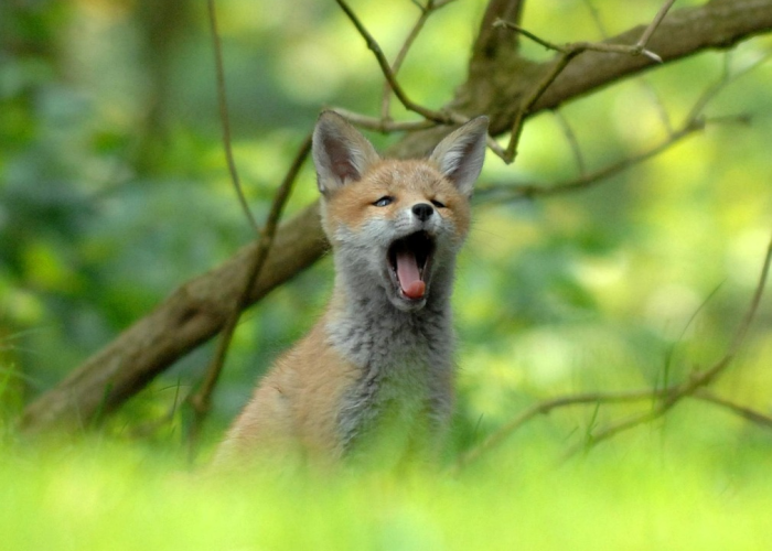 [分享]“新猴王有没有挂”(确实真的有挂)
