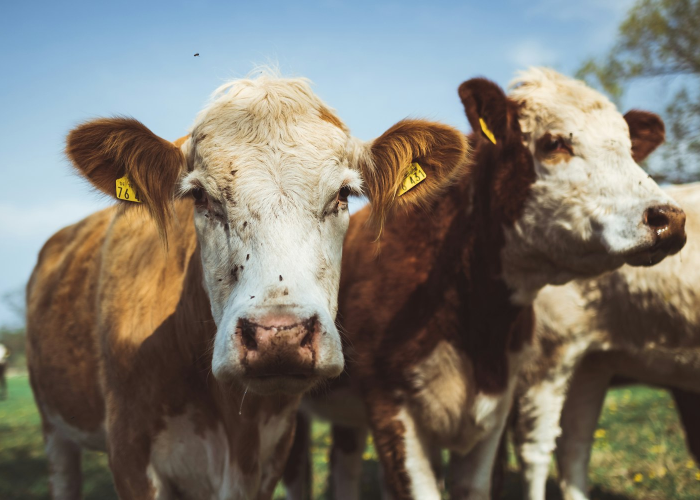[分享]“新圣游牛牛可以开挂吗”(原来确实是有挂)