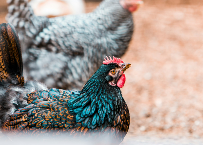 [分享]“同城比鸡真的有挂吗”开挂详细教程