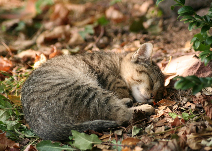 实测掌握“天天福建十三张为什么一直输,可以开挂吗”爆光开挂猫腻详情