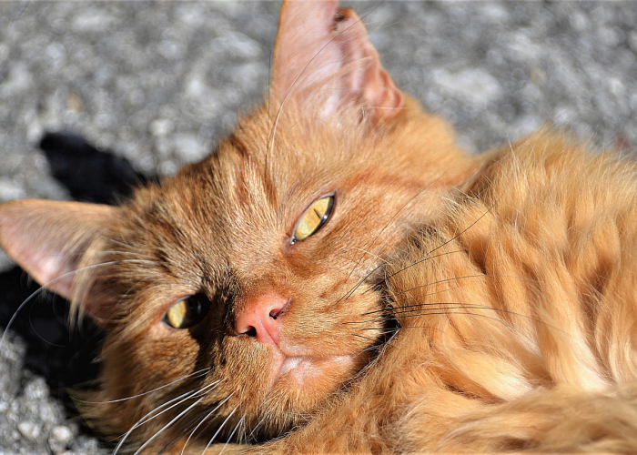 实测掌握“天天福建十三张为什么一直输,可以开挂吗”爆光开挂猫腻详情