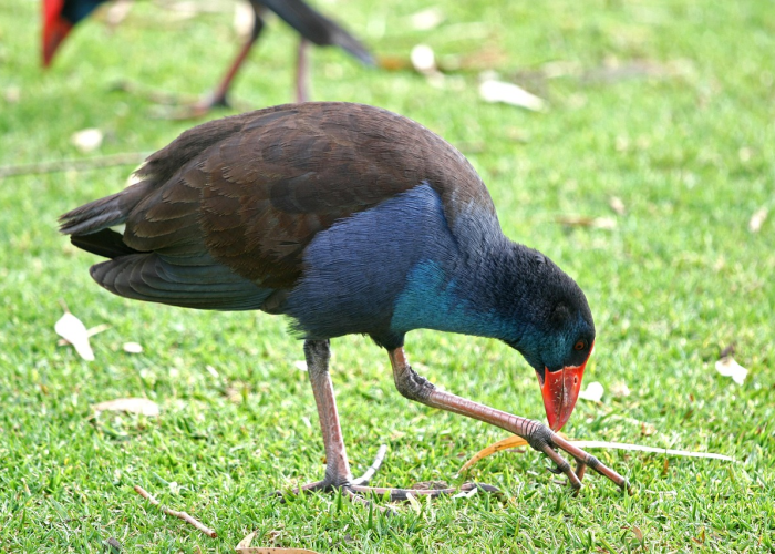 今日重大发现“十三十三水全民比鸡到底是不是挂”!(透视曝光猫腻)