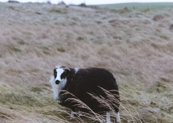 [实测]“功夫熊猫牛牛真的有挂吗”开挂详细教程