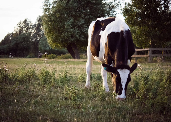 [分享]“新好游牛牛可以开挂吗”原来可以开挂