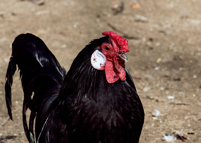 ［今日要闻］“新青鸟牛牛开挂器”!(透视曝光猫腻)