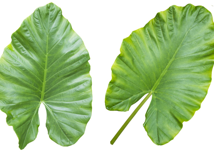 [推荐]“新毛豆有没有挂”(原来确实是有挂)