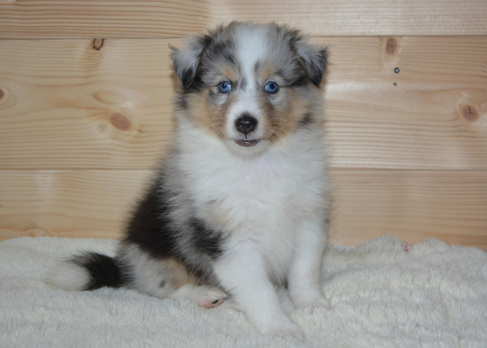 玩家必备技术“小狗音乐麻将竟然有挂”玩家曝光开挂流程