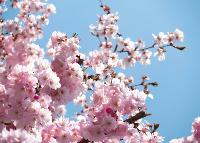 ［玩家实测科技］“樱花之盛牛牛到底是不是挂”!(原来真的有挂)
