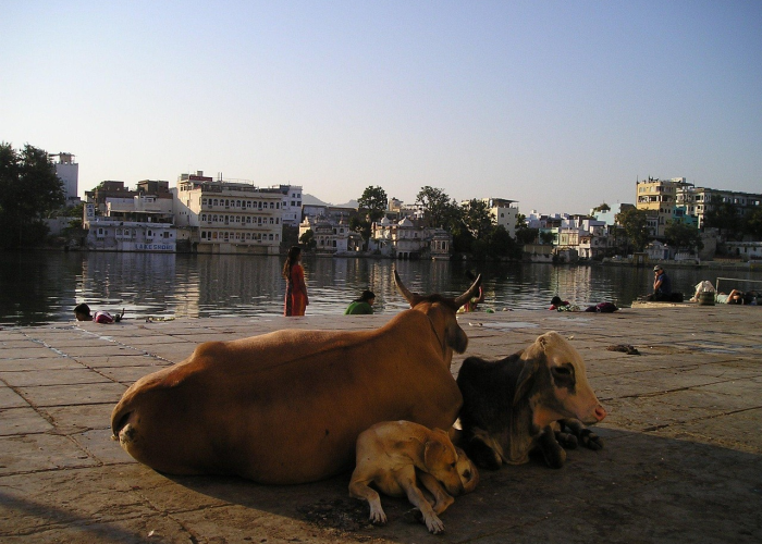 今日重大消息“新圣游牛牛开挂器”!(原来真的有挂)