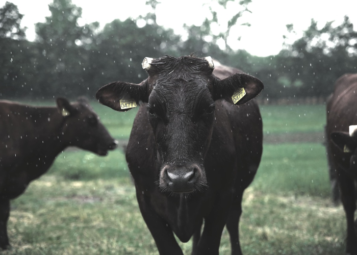 分享实测“红豆娱乐牛牛有透视挂吗”(确实有挂)