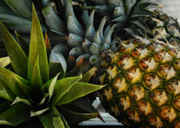 推荐一款“789大菠萝其实有辅助器”(其实有挂)