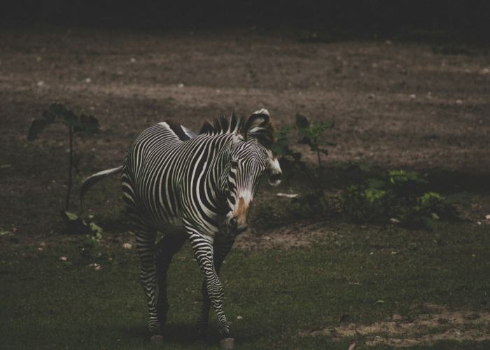 玩家必看攻略“皇家斗牛其实的确有透视挂”详细分享开挂步骤